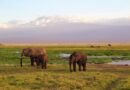 Africa Orientale